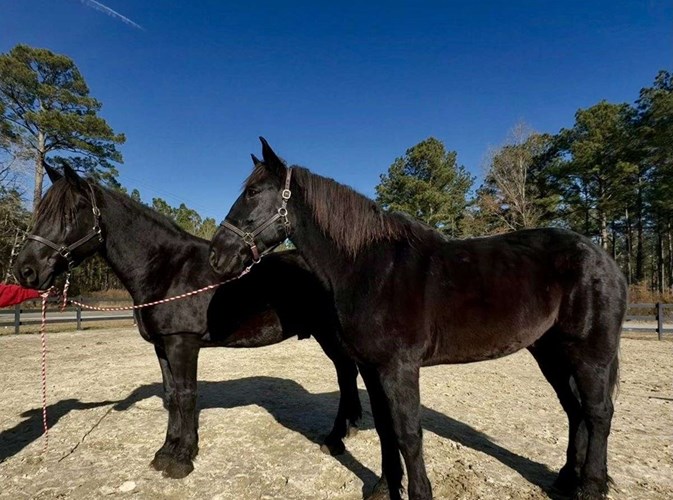 Black Percheron Gelding Black Percheron Gelding