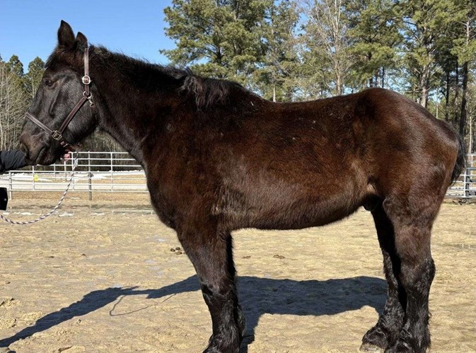 Black Percheron Gelding Black Percheron Gelding