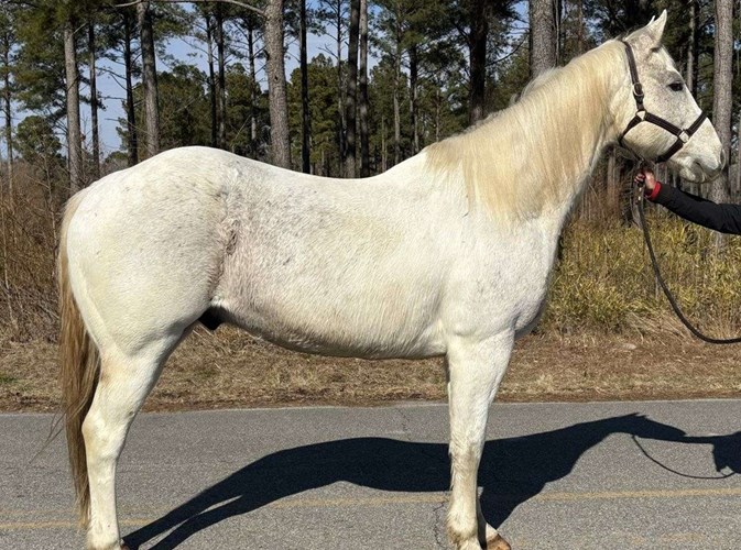Grey Quarter Horse Gelding Grey Quarter Horse Gelding
