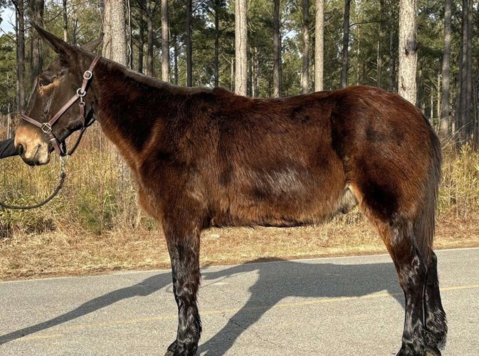 Black Mule Gelding Black Mule Gelding