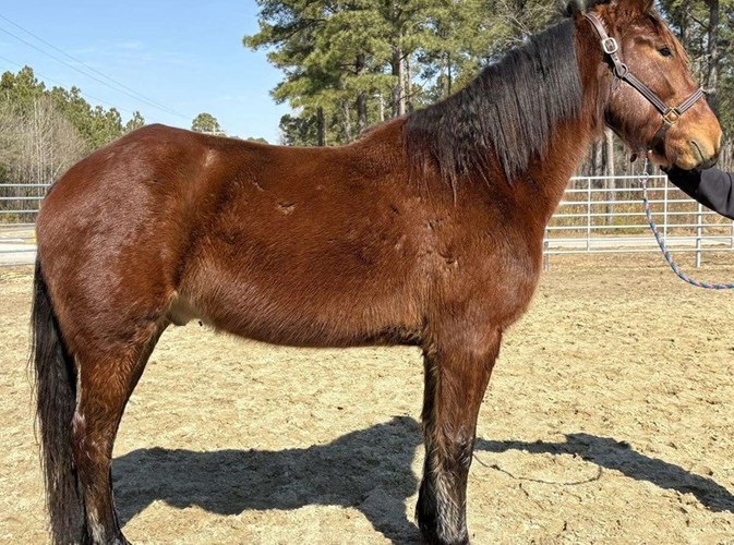 Bay Draft Gelding Bay Draft Gelding