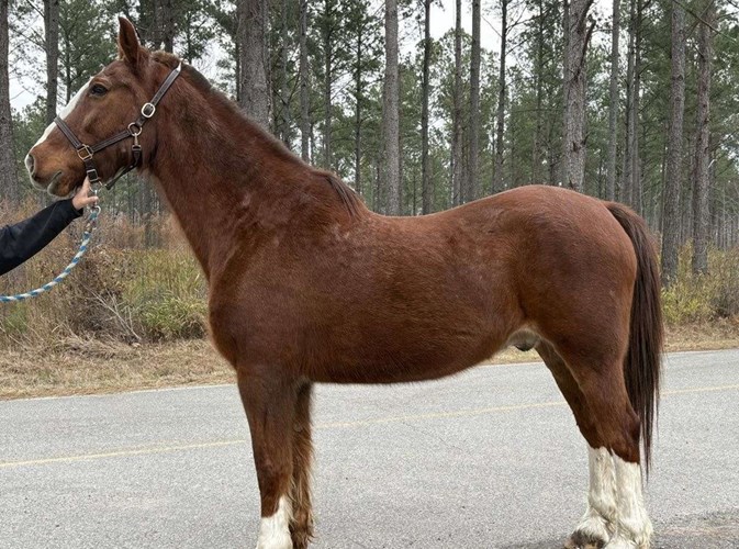 Sorrel Draft Gelding Sorrel Draft Gelding