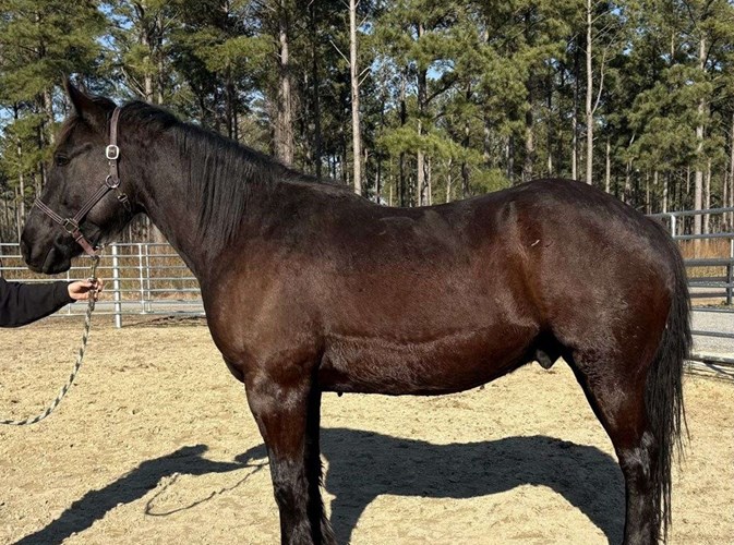 Black Percheron Gelding Black Percheron Gelding