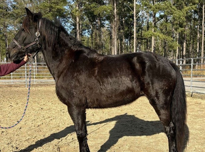Black Draft Mare Black Draft Mare