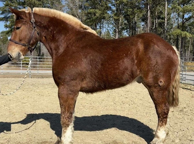 Sorrel Belgian Gelding Sorrel Belgian Gelding