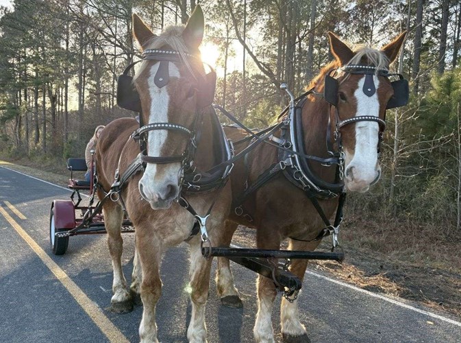 Sorrel Belgian Mare Sorrel Belgian Mare