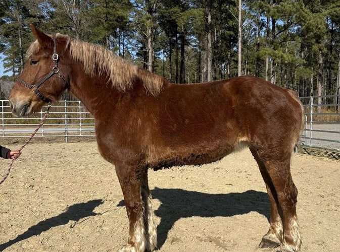 Sorrel Belgian Mare Sorrel Belgian Mare