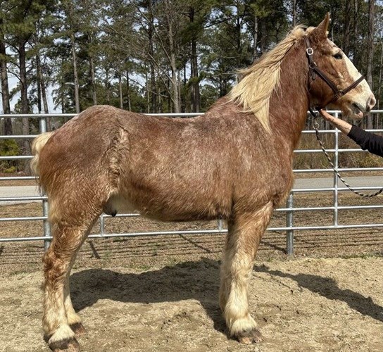 Red Roan Belgian Gelding Red Roan Belgian Gelding