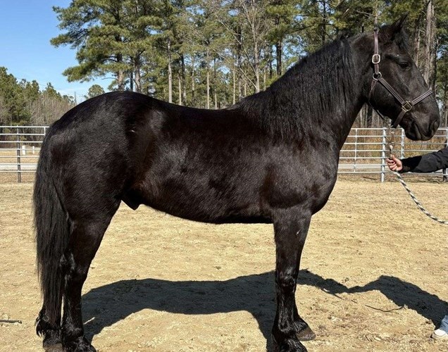 Black Draft Gelding Black Draft Gelding