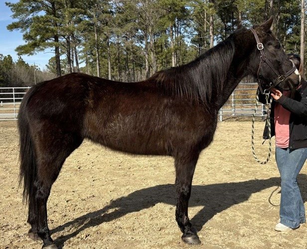 Black Morgan Gelding Black Morgan Gelding