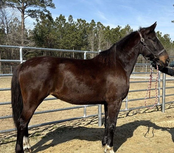 Bay Dutch Warmblood Mare Bay Dutch Warmblood Mare