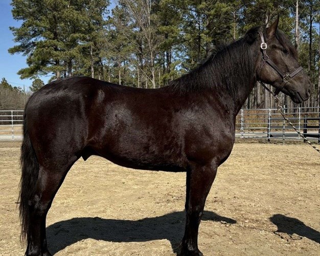 Black Draft Gelding Black Draft Gelding