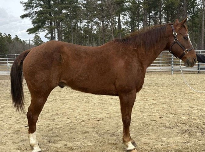 Sorrel Quarter Horse Gelding Sorrel Quarter Horse Gelding