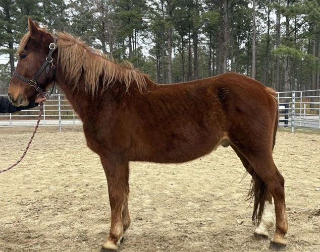 Sorrel Quarter Horse Gelding Sorrel Quarter Horse Gelding