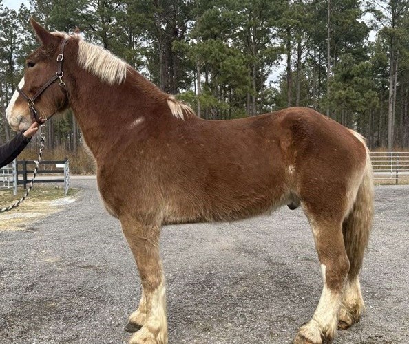 Sorrel Belgian Gelding Sorrel Belgian Gelding
