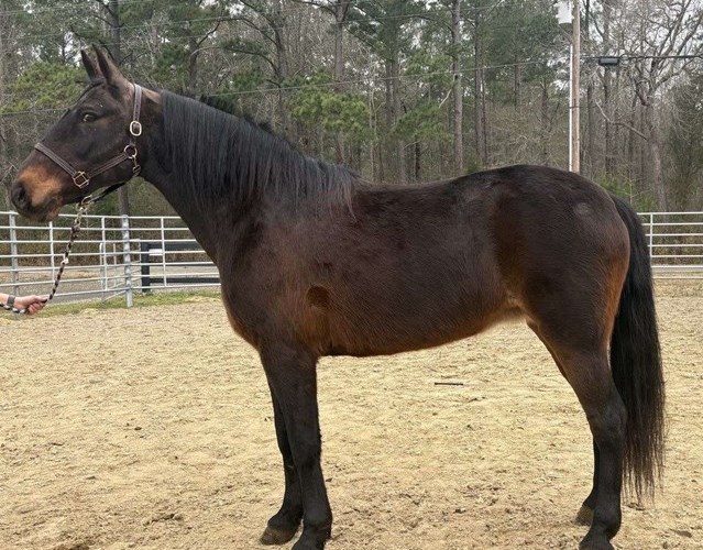 Bay Draft Mare Bay Draft Mare