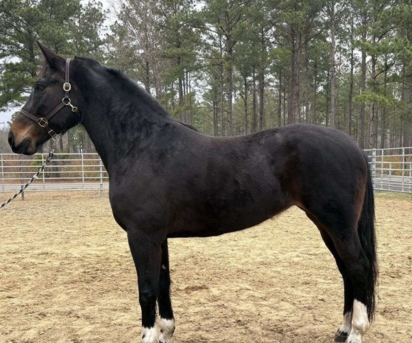 Bay Draft Mare Bay Draft Mare