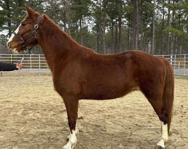 Sorrel Draft Mare Sorrel Draft Mare