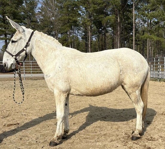 White Mule Gelding White Mule Gelding