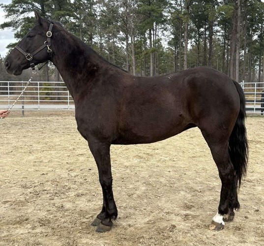 Black Morgan Mare Black Morgan Mare