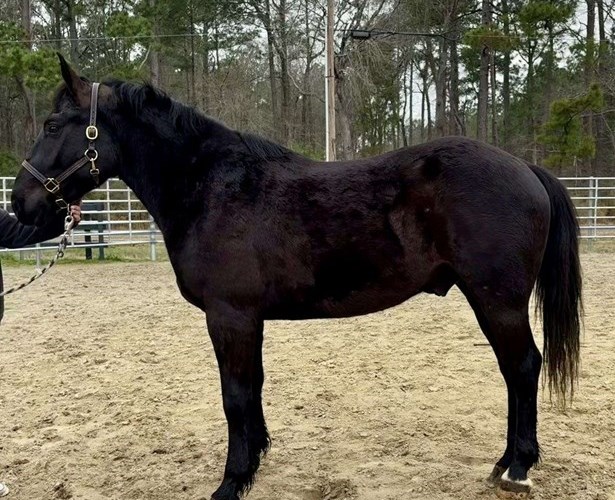 Black Draft Gelding Black Draft Gelding