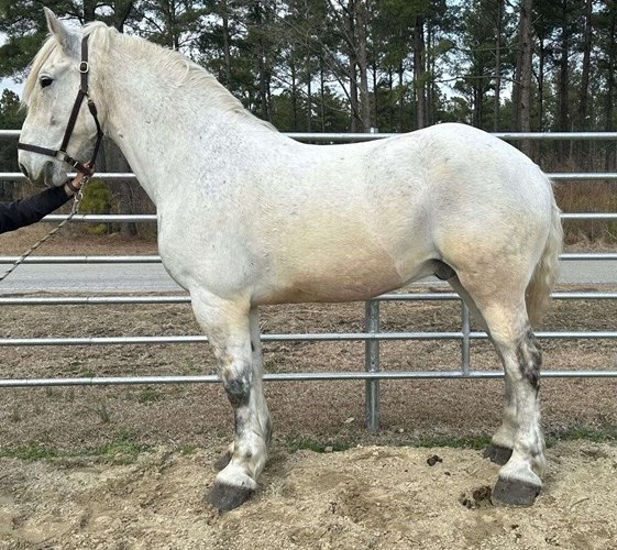 Grey Percheron Gelding Grey Percheron Gelding