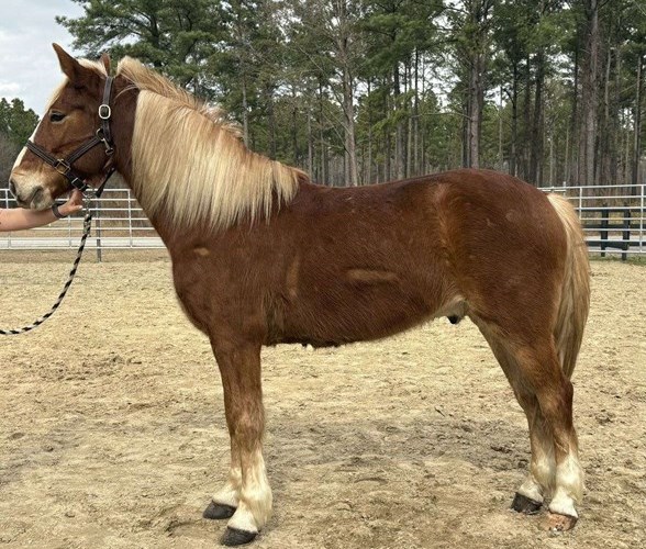Sorrel Haflinger Gelding Sorrel Haflinger Gelding