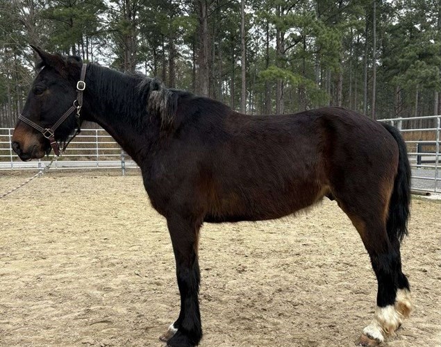 Bay Draft Gelding Bay Draft Gelding
