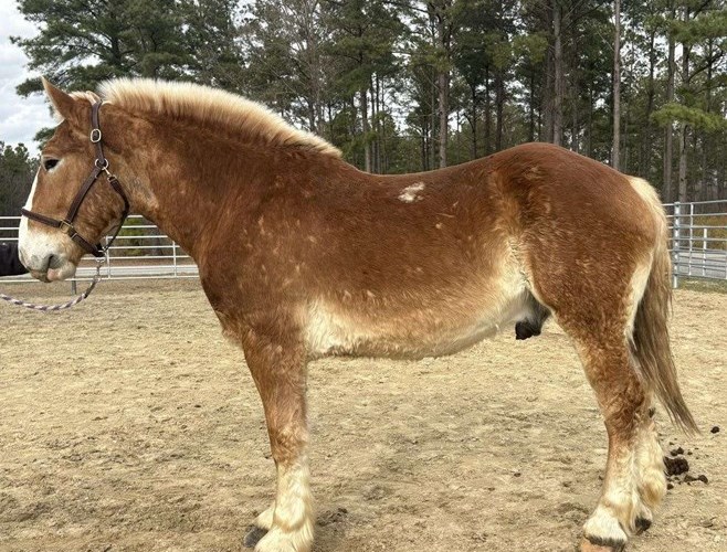 Sorrel Belgian Gelding Sorrel Belgian Gelding
