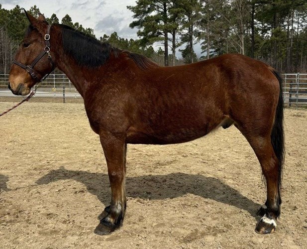 Bay Draft Gelding Bay Draft Gelding