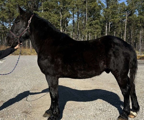 Black Percheron Gelding Black Percheron Gelding