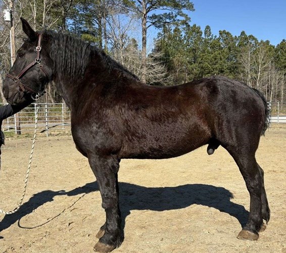 Black Percheron Gelding Black Percheron Gelding