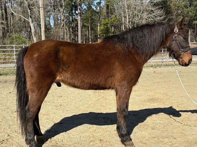 Bay Morgan Gelding Bay Morgan Gelding