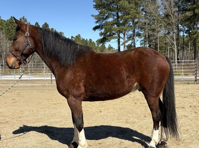 Bay Draft Gelding Bay Draft Gelding