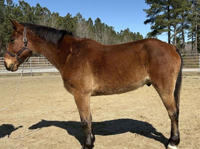 Bay Draft Gelding Bay Draft Gelding