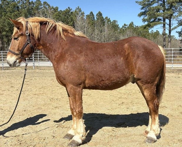Sorrel Haflinger Gelding Sorrel Haflinger Gelding