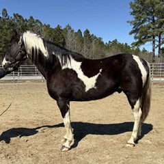 Pinto Paint Gelding Pinto Paint Gelding