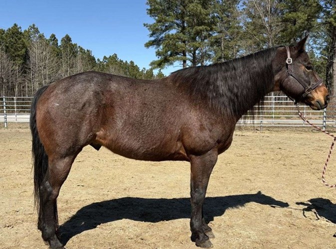 Bay Roan Quarter Horse Gelding Bay Roan Quarter Horse Gelding