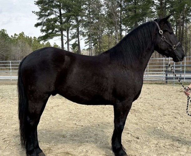Black Draft Gelding Black Draft Gelding