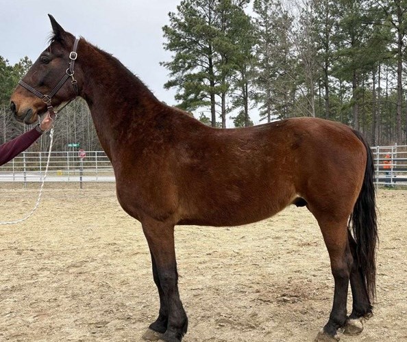 Bay Dutch Warmblood Gelding Bay Dutch Warmblood Gelding