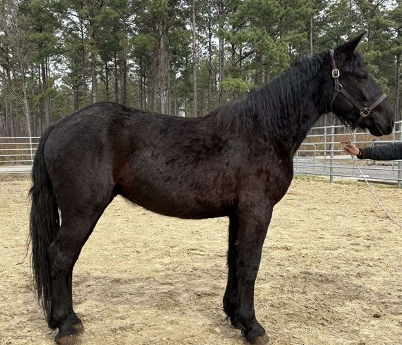 Black Draft Gelding Black Draft Gelding