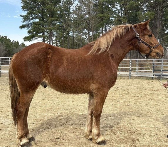 Sorrel Draft Gelding Sorrel Draft Gelding