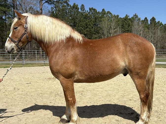 Sorrel Draft Gelding Sorrel Draft Gelding