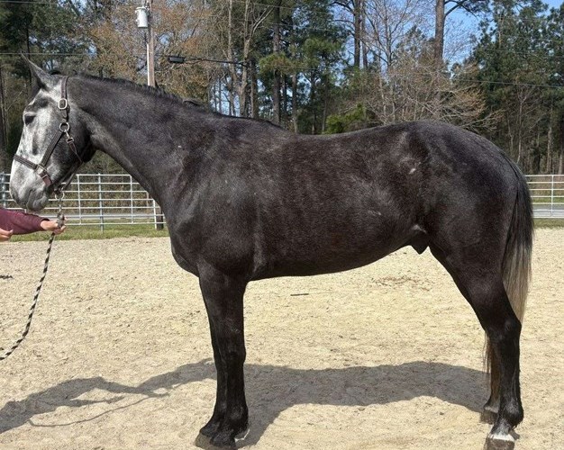 Grey Draft Gelding Grey Draft Gelding