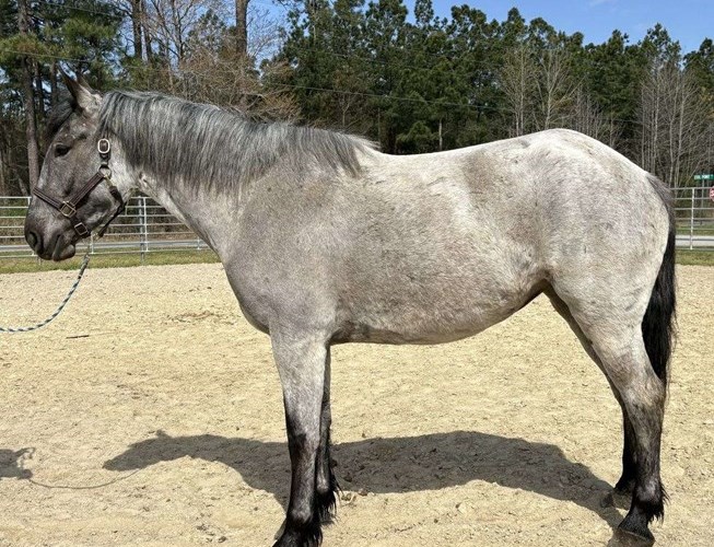 Blue Roan Draft Mare Blue Roan Draft Mare
