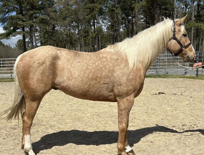 Palomino Quarter Horse Gelding Palomino Quarter Horse Gelding