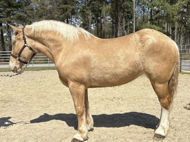 Palomino Draft Mare Palomino Draft Mare
