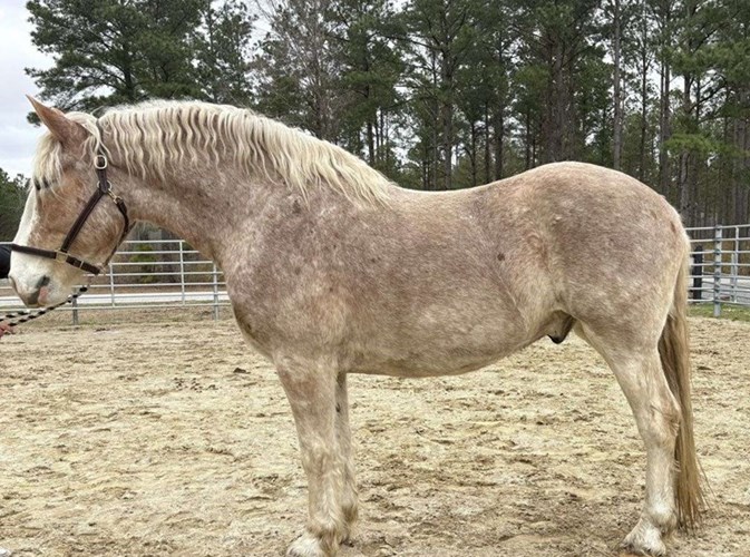 Red Roan Belgian Gelding Red Roan Belgian Gelding