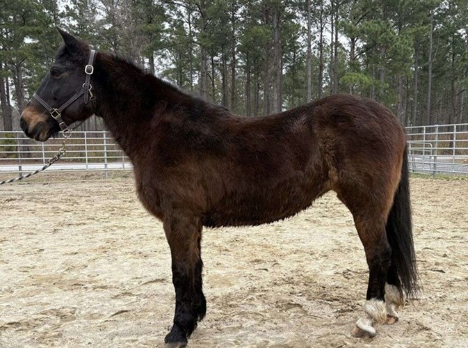 Bay Draft Mare Bay Draft Mare