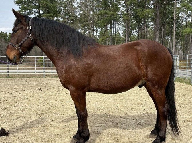 Bay Draft Gelding Bay Draft Gelding